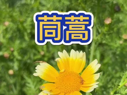 茼蒿,花好看菜好吃 茼蒿和蒿子杆都能当园艺植物#植物科普