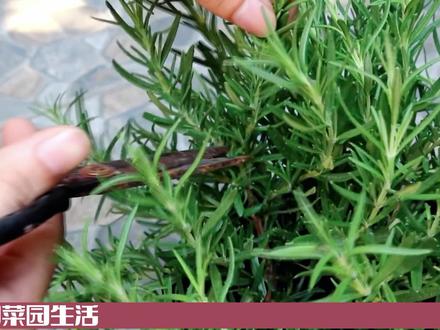 1种植物花和叶都是珍贵的天然香料和中药,驱虫去味 #三农种植 #种植小技巧 #阳台种植 #迷迭香种植