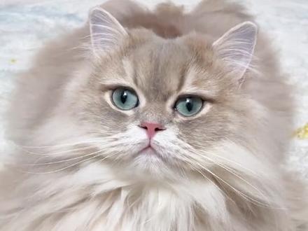 如何制作一块肥美的猫猫饼 #记录猫咪日常 #治愈猫咪