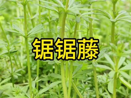 锯锯藤 乡村无杂草,识得就是宝#锯锯藤的功效与作用