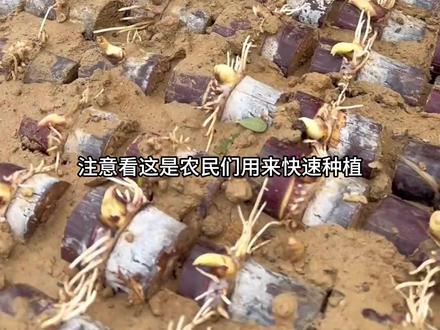 甘蔗盆栽种植 #甘蔗 #甘蔗种植