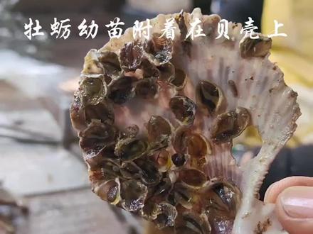 想吃你就来吧!带你现场了解牡蛎生长过程#海鲜原产地 #想吃的来吧 #大自然的馈赠