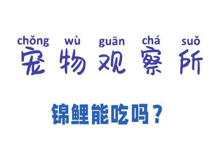 锦鲤能吃吗?#猫咪 #锦鲤 #萌宠