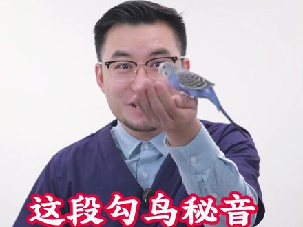 这段勾鸟秘音,鹦鹉听到后,立刻乖乖跳你手上。#鹦鹉 #萌宠出道计划 #鹦鹉日常 #宠物知识分享