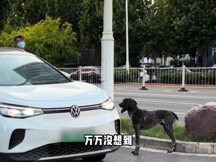 它逼停了整条街的ID.6只为再看妈妈一眼! #狗狗#金宝#波音达犬#狗狗是人类最好的朋友