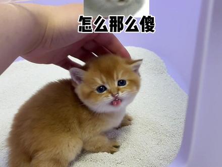 又一个傻猫诞生了#猫咪的迷惑行为 #金渐层