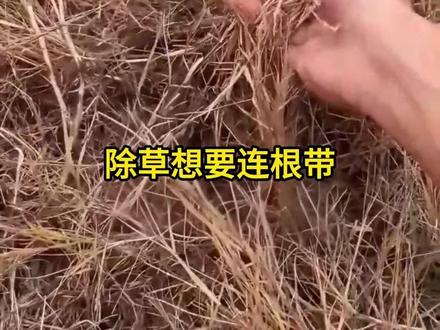 别再买除草剂了!家家都有的白醋,杂草连根死,快来试试吧! #三农 #果园管理 #种植小技巧 #果树种植 #增产增收才是硬道理