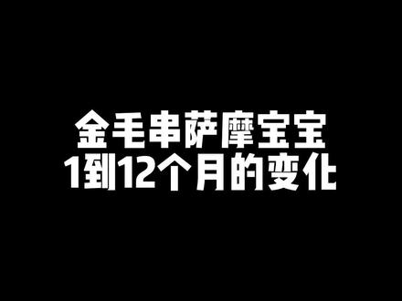 原来金毛串萨摩宝宝长大了是这个样子的!#金萨狗狗 #金毛串萨摩 #是宠物更是家人