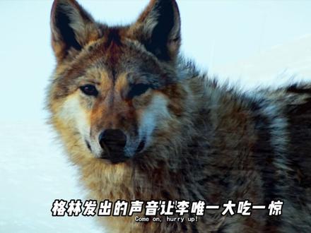 沉浸式+深度解析《重返狼群》 #纪录片解说 #治愈 #重返狼群