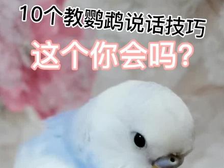 这样教10分钟效果顶1小时!#鹦鹉 #萌宠 #虎皮鹦鹉说话 #教语 #数码鹦训鸟 #鸟