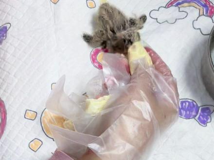 捡到小幼鸟斑鸠该怎么喂?#零天手养斑鸠 #手养鸟 #爱护大自然保护野生动物