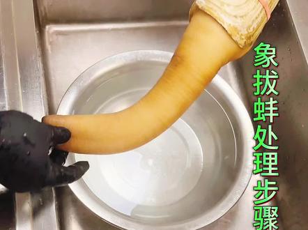 粉丝要求的象拔蚌刺身姿造全网最简单清爽,详细处理步骤教学它来了#象拔蚌 #美食教程 #抖音美食推荐官 #同城热门 #抖音美食创作人 @DOU+小助手 @ღ, 张奋斗 ゜এ @海鲜刺身姿造-慕峰 @鱼雕李 @海鲜姿造_李良臣 @海鲜姿造-高师傅