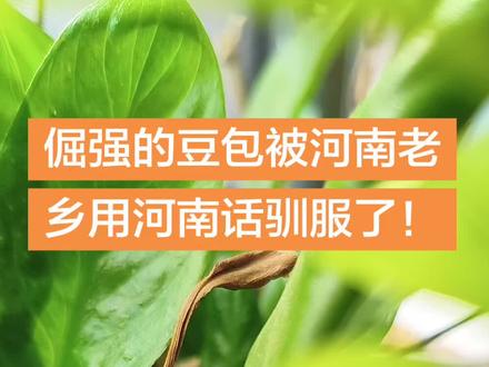 河南话驯服豆包! #真实生活分享计划 #豆包 #河南话
