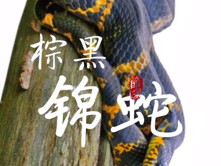 游蛇科·锦蛇属《棕黑锦蛇》一种农村传为“墨蛇”的大型无毒蛇@DOU+小助手 @梁山小鱼