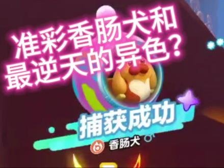 很诡异的异色艾比!#香肠犬 #异色艾比 #准彩艾比