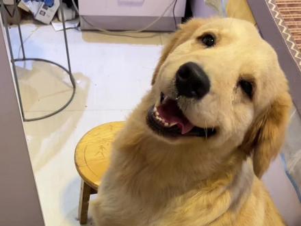 那份不舍,是给妹妹的专属温柔#狗狗