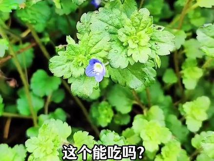 一口气带你认识42种常见的野菜,你吃过几种?(合集版) #野菜 #挖野菜 #植物百科 #大自然的馈赠 #我的乡村生活