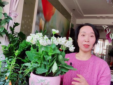 长寿花冬天怎么过冬?怎么养? #养花小知识