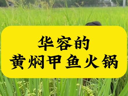 今天做一道华容版的黄焖甲鱼火锅#华容县#甲鱼#紫琴特产店