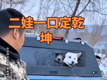 雨哥的话二娃是一点都没听进去,二娃一口定乾坤@西北刀客-公益护农 @西北刀客-机油手 @西北刀客摄影-李 #西北刀客大娃二娃 #头犬 #西北刀客