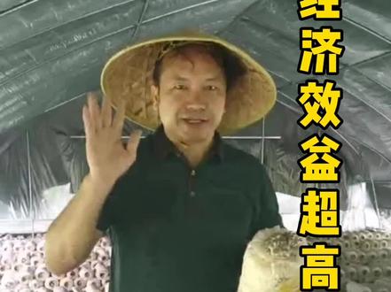 姬菇大棚实拍,品相好,受欢迎,菌包出菇快,一个菌包年产10次!利用技术无需打药