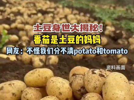 土豆身世大揭秘!番茄是土豆的妈妈,网友:不怪我们分不清potato和tomato#土豆 #番茄 #揭秘
