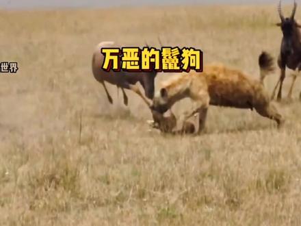 小羚羊刚出生就遭遇了鬣狗的偷袭#神奇动物在抖音 #动物世界 #鬣狗