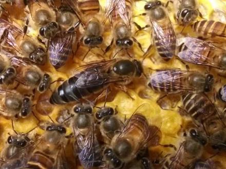 500万养蜂补贴费用发放,蜂农怎样快速拿到养蜂补贴费用?
#大自然的搬运工 #勤劳的小蜜蜂 #三农 #蜜蜂 #蜜蜂养殖技术