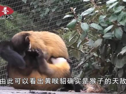 猴子的天敌出现了,一招制服泼猴,把它丢到峨眉山会怎样?