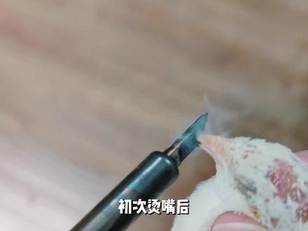 芦丁鸡烫嘴工具和教学来了!烫完嘴还能长出来吗?有没有什么后遗症,看完就明白了 #芦丁鸡 #芦丁鸡饲养技巧#芦丁鸡养殖