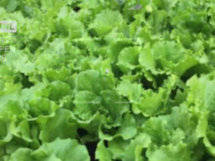 佛手瓜种瓜的选择和保存