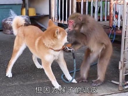狗与猴子相处/太顽皮