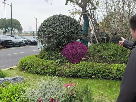 如果在方案阶段没有做好综合管线叠图,导致植物组团里突兀的出现无污水井盖,影响景观组团的效果,可以考虑使用仿真灌木球:红花继木 龟甲冬青 毛娟等。它可以以假乱真的美化井盖,在地被里跟其它树形成组团的咬合关系,同时避免传统的井盖上种地被无法成活,这是一举多得的处理方式。
但是仿真球耐久性相对较差,暴晒 2 年后褪色会非常严重,需要更换。
还是建议综合管线叠图工作前置,可以用系统性的解决问题。
#设计师日常#设计施工一体化#仿真植物造景