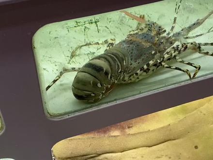 春节一斤1000现在一斤500,可还刷感觉春节吃起来比较有味道,因为它贵吃一口就要考虑很久😁锦绣大花龙👍
