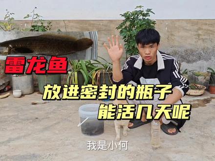 你们觉得鱼能活过今天晚上不#雷龙鱼 #vlog #逮鱼摸虾