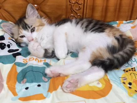 一只小猫咪的成长记,我的“发动机”慢慢长大了……. #猫 #猫咪 #猫咪日常 #宠物猫日常随拍 #萌宠