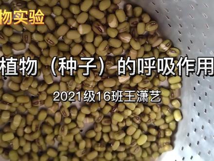 植物(种子)的呼吸作用