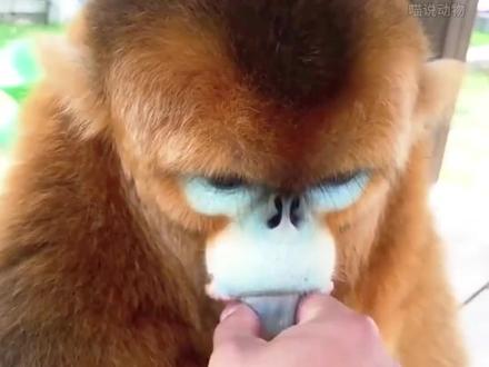 情绪稳定的动物金丝猴#动物科普 #金丝猴