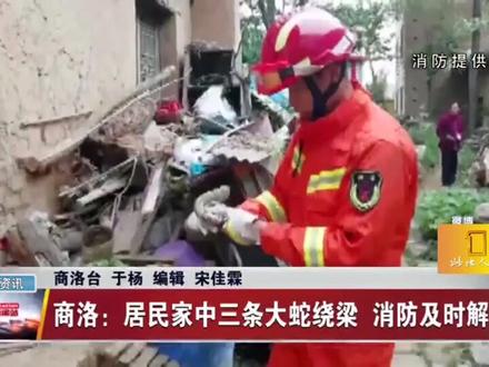#消防 #陕西 商洛居民家中惊现3条大蛇