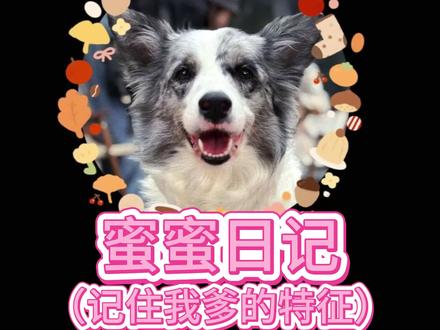 大家记住我爹的特征 #边牧 #热门 #宠物 #狗狗 #萌宠出道计划