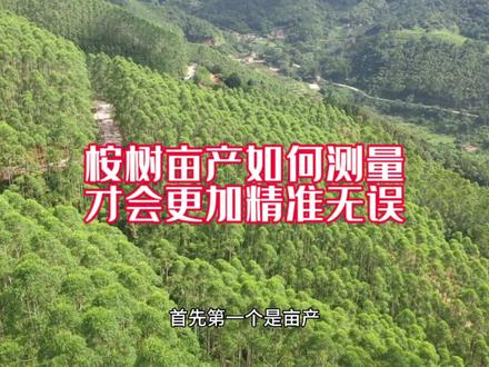 桉树亩产如何测量?才会更加的精准!#桉树 #桉木 #木材 #测量员 #测量