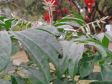 很多人都不知道,原来牛大力的叶子还有这多学问#牛大力 #种苗培育 #种植 #乡村振兴 #抖音新农人 #知识分享