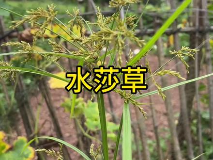 这种植物你们的家乡有吗?#植物#一日一植物