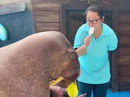 如果你给海象一根冰棍它就会吃的津津有味#动物科普 #动物解说 #海象