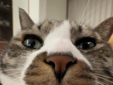 是谁的小猫这么漂亮呀#它真的好像个小宝宝 #萌宠迷惑行为 #谁家小猫这么别致 #馒头猫猫