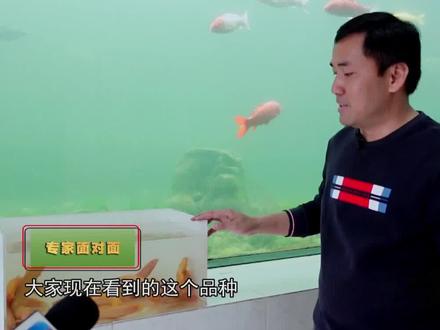 金色的泥鳅金龙鳅你见过吗