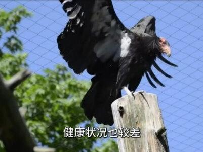全球首次发现,美国两只母秃鹰无雄性受精却产仔,科学家为此深感忧虑。#科普#动物#秃鹫#涨知识