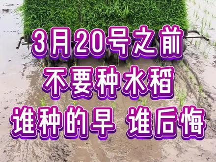3月20号之前不要种水稻 #三农#水稻种植#水稻施肥#水稻高产技术#农业知识帮农民增产增收
