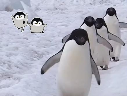 企鹅巡游时间表来啦! 1月31日-2月28日,4只软萌企鹅仔,在南国雪乡等你来打卡~#企鹅 #亲子游玩 #贵州梅花山南国雪乡