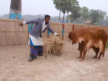 奶牛引发的爆笑连锁反应
#搞笑 #搞笑视频